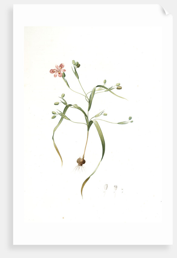 Moraea sordescens, Moraea tristis; Morée négligée, Dull-coloured Flag; Butterfly iris; Natal lily by Pierre Joseph Redouté