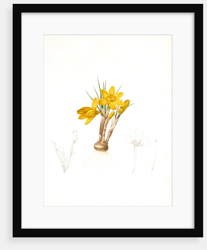 Crocus luteus, Crocus aureus by Pierre Joseph Redouté