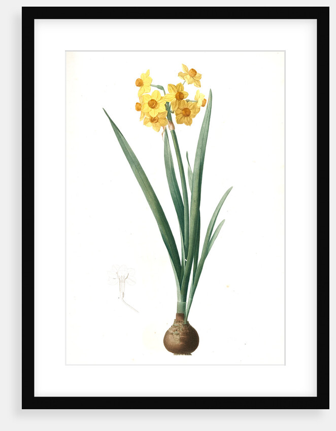 Narcissus Tazetta, Narcissus dubius; Narcisse douteux; Polyanthes Narcissus, cream narcissus; bunch flowered narcissus by Pierre Joseph Redouté