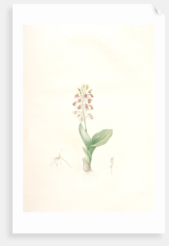 Ophrys lilifolia, Liparis liliifolia; Ophrys à feuilles en lis; Lily-leaved Ophryas by Pierre Joseph Redouté