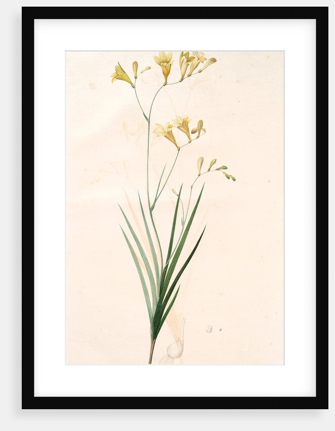 Gladiolus refractus, Freesia refracta; Glaïeul à tiges coudées; Freesia by Pierre Joseph Redouté