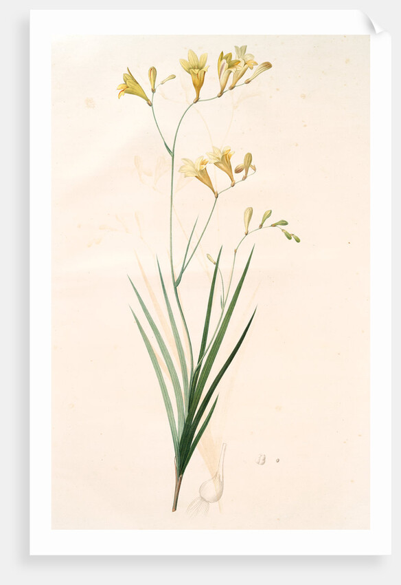 Gladiolus refractus, Freesia refracta; Glaïeul à tiges coudées; Freesia by Pierre Joseph Redouté