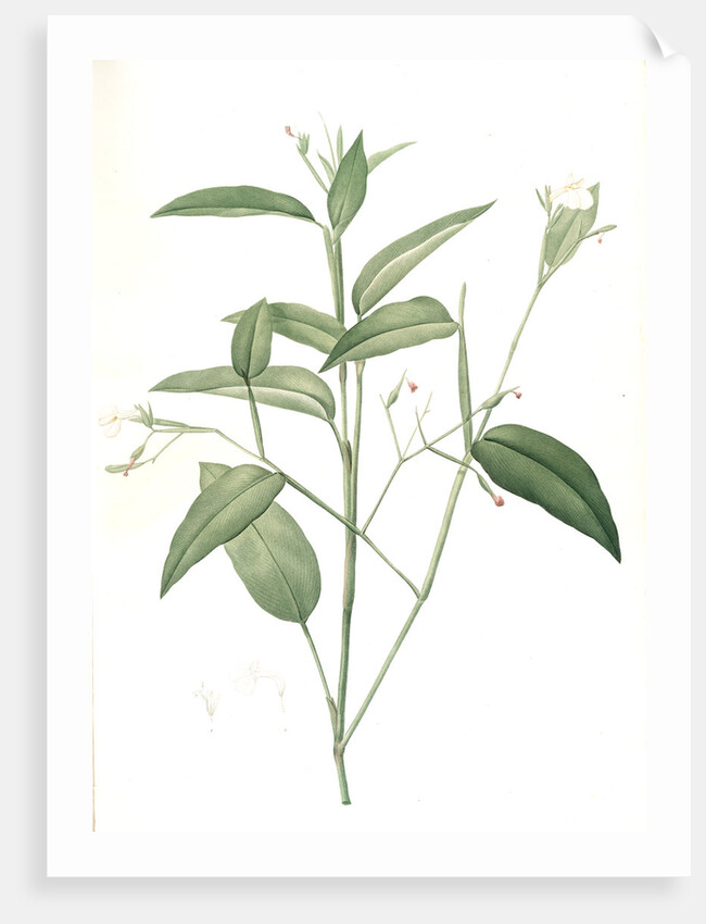 Maranta arundinacea, Maranta roseau; Arrowroot, Obedience plant by Pierre Joseph Redouté