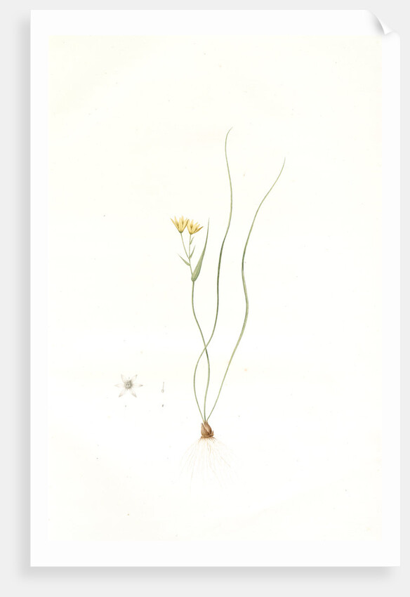 Ornithogalum spathaceum, Gagea sp; Ornthogale a spathe, Sheath yellow star by Pierre Joseph Redouté