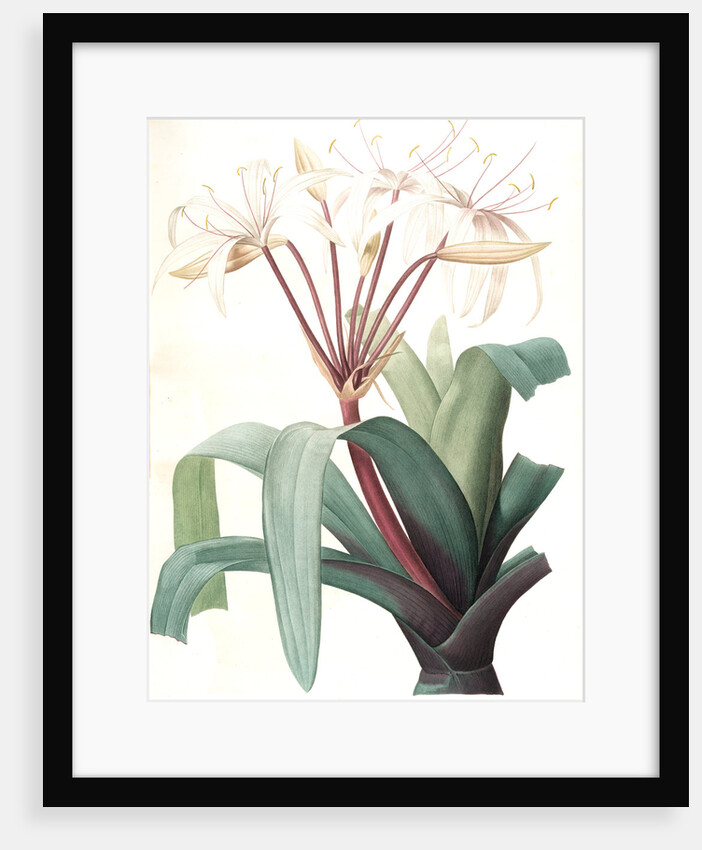 Crinum erubescens, Crinum rougeâtre, Swamp Lily by Pierre Joseph Redouté