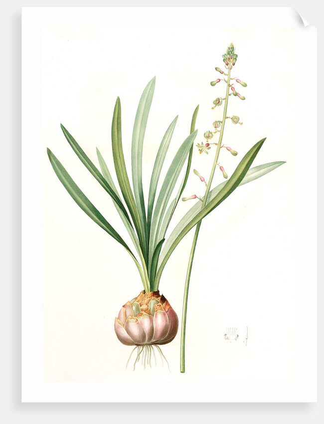 Drimia elata, Drimia élevé, Tall Drimia by Pierre Joseph Redouté