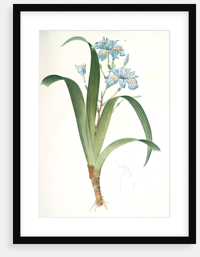 Iris fimbriata, Iris japonica, Fringe Iris by Pierre Joseph Redouté