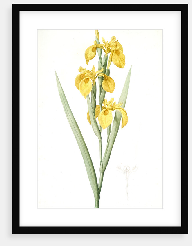 Iris pseudocorus, Iris curtopetala; Iris à pétales bossus, False sweet flag by Pierre Joseph Redouté