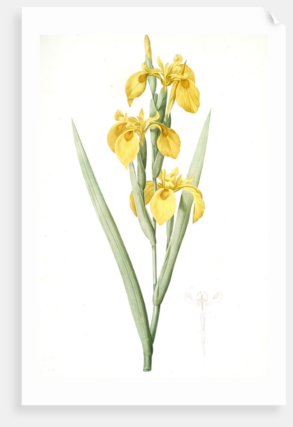 Iris pseudocorus, Iris curtopetala; Iris à pétales bossus, False sweet flag by Pierre Joseph Redouté