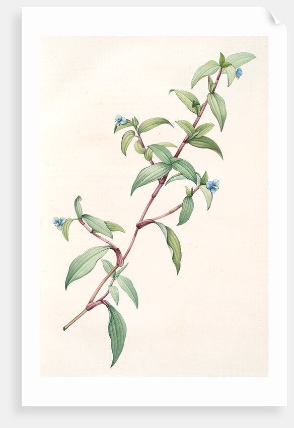 Commelina rubens, Commelina pallida; Comméline rougeâtre by Pierre Joseph Redouté