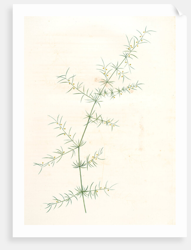 Asparagus tricarinatus, Asparagus verticillatus; Asperge à trois carènes by Pierre Joseph Redouté