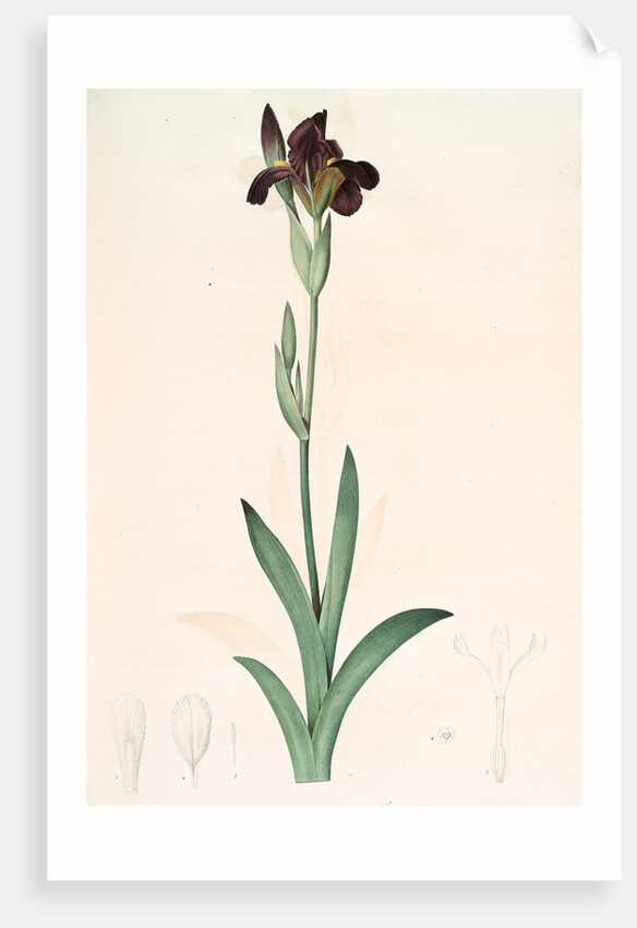 Iris lurida, Iris brun, Dingy-coloured Flag by Pierre Joseph Redouté