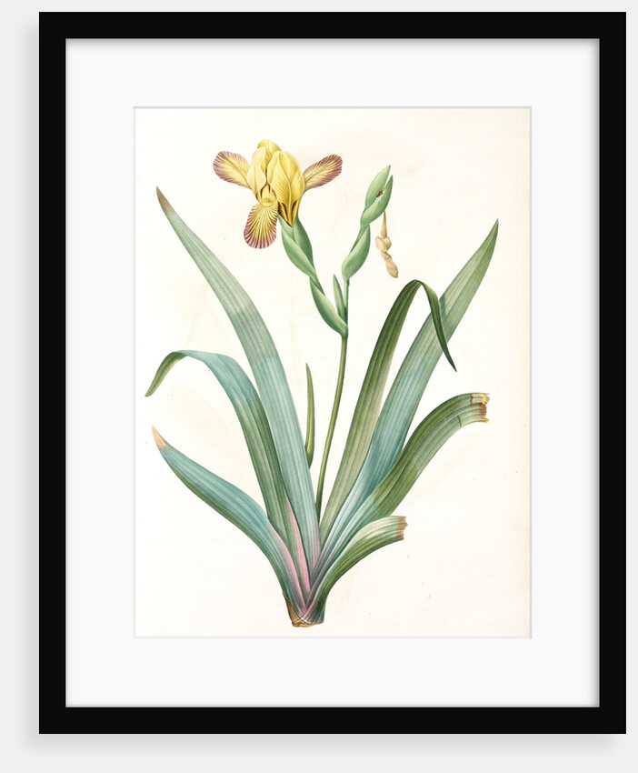 Iris variegata, Iris panaché, Variegated Iris; Variable Flower-du-luce by Pierre Joseph Redouté