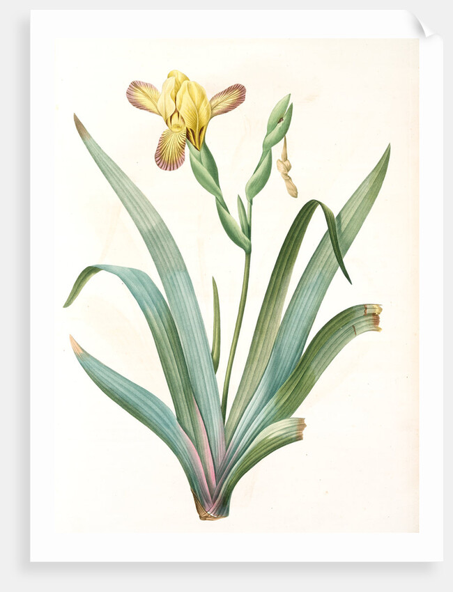 Iris variegata, Iris panaché, Variegated Iris; Variable Flower-du-luce by Pierre Joseph Redouté