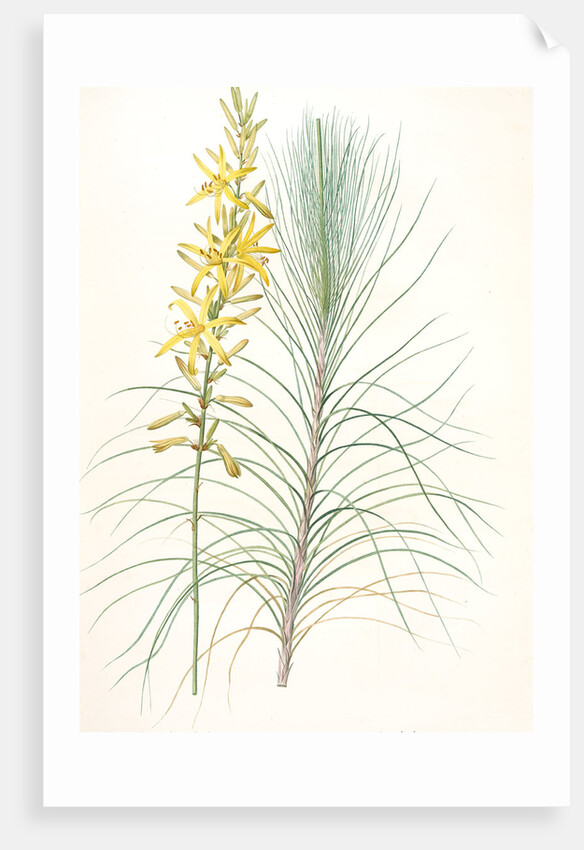 Asphodelus capillaris, Asphodeline liburnica; Asphodèle capillaire, Jacob's rod by Pierre Joseph Redouté