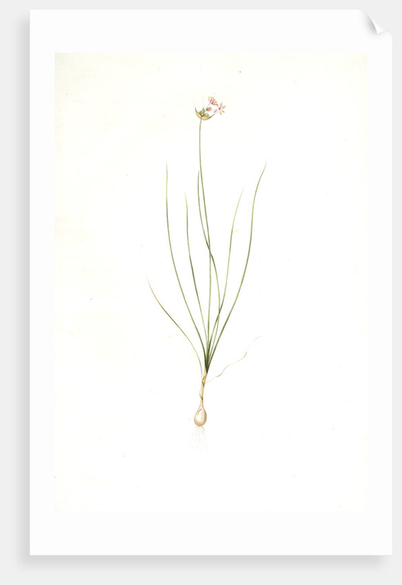 Allium mutabile, Ail changeant, Wild onion; Purple onion by Pierre Joseph Redouté