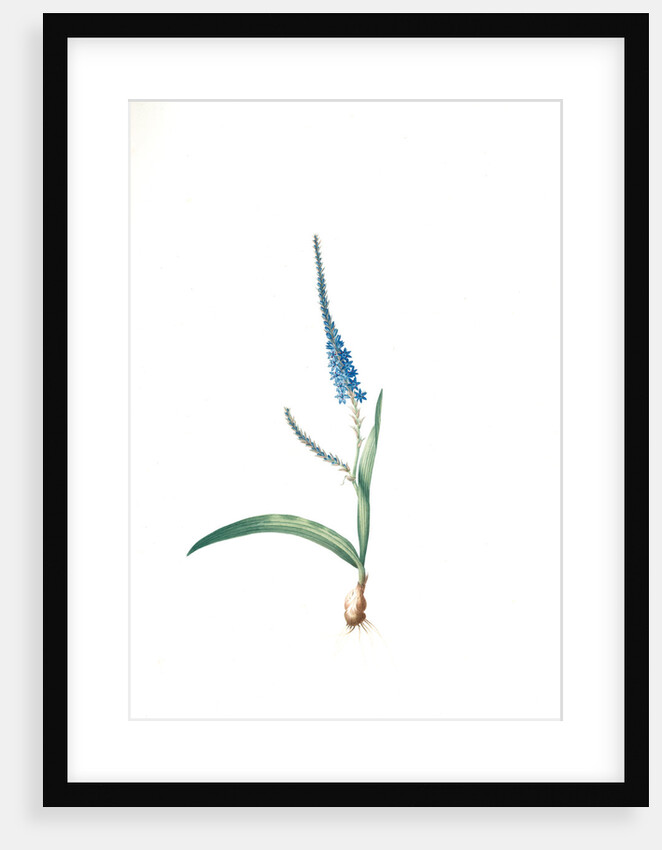 Ixia plantaginea, Micranthus plantagineus; Ixia plantain, Plantain lily by Pierre Joseph Redouté