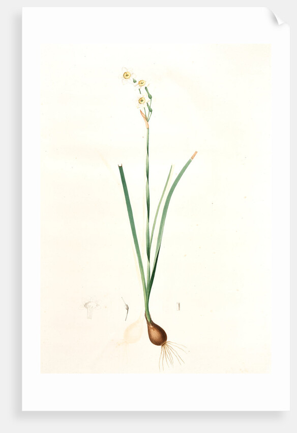 Narcissus dubius, Narcissus Tazetta; Narcisse douteux; Polyanthus Narcissus, Bunchflower Daffodil; Cream Narcissus] by Pierre Joseph Redouté