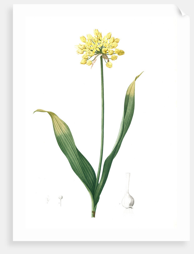 Allium Moly, Ail moly; Golden garlic, Lily leek by Pierre Joseph Redouté