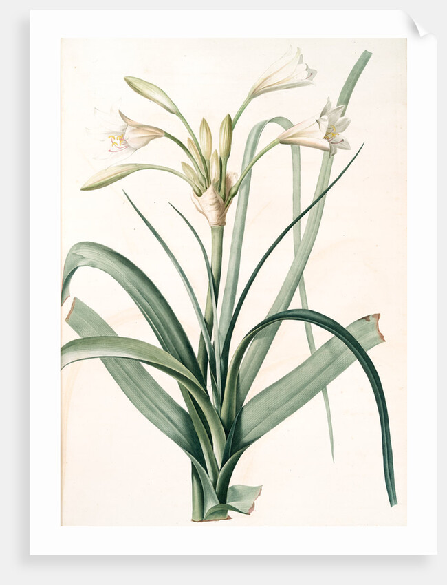 Amaryllis longifolia, Crinum longifolium, Long-leaved Amaryllis by Pierre Joseph Redouté