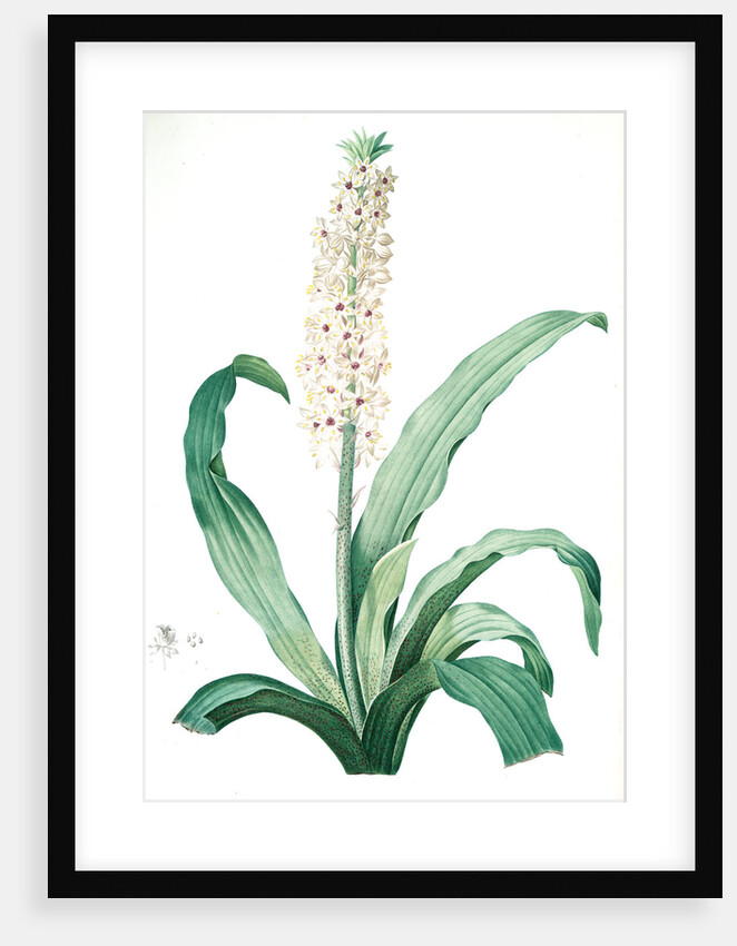 Eucomis punctata, Eucomis comosa; Eucomis ponctuée; Pineapple-Flower by Pierre Joseph Redouté