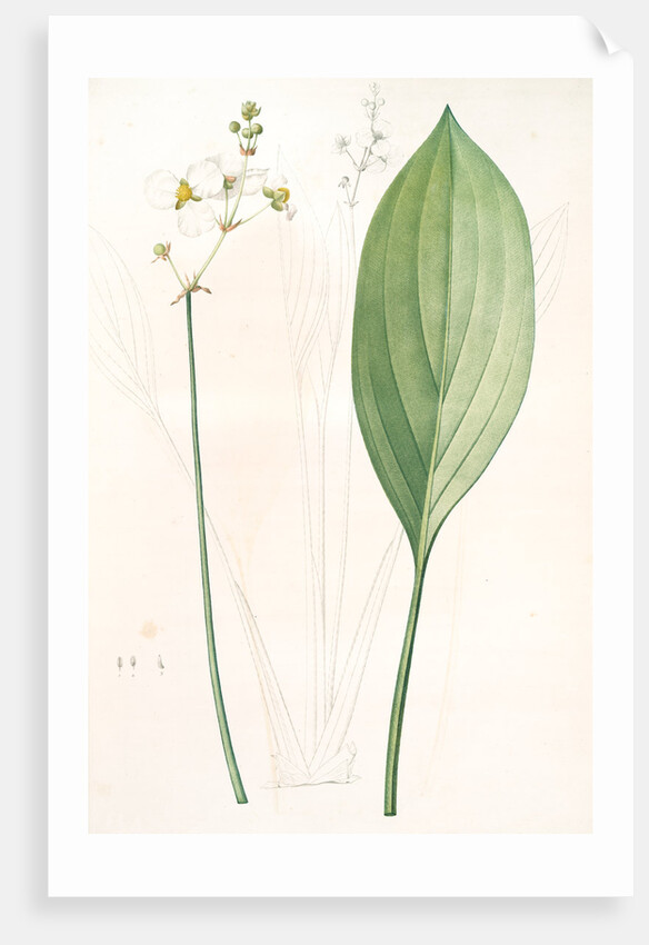 Sagittaria ovata, Sagittaria lancifolia; Sagittaire à feuilles ovales by Pierre Joseph Redouté