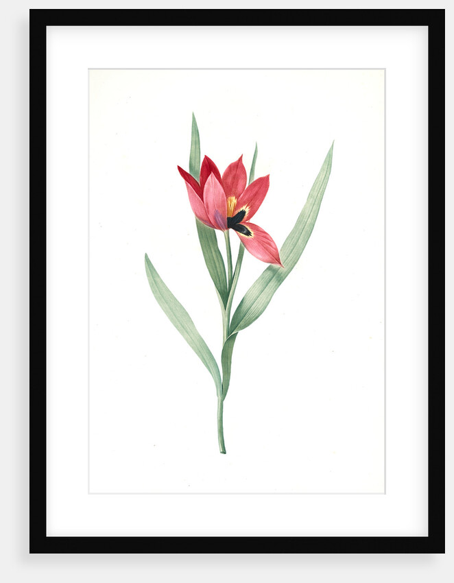 Tulipa oculus-Colis, Tulipe æil de Coleil by Pierre Joseph Redouté