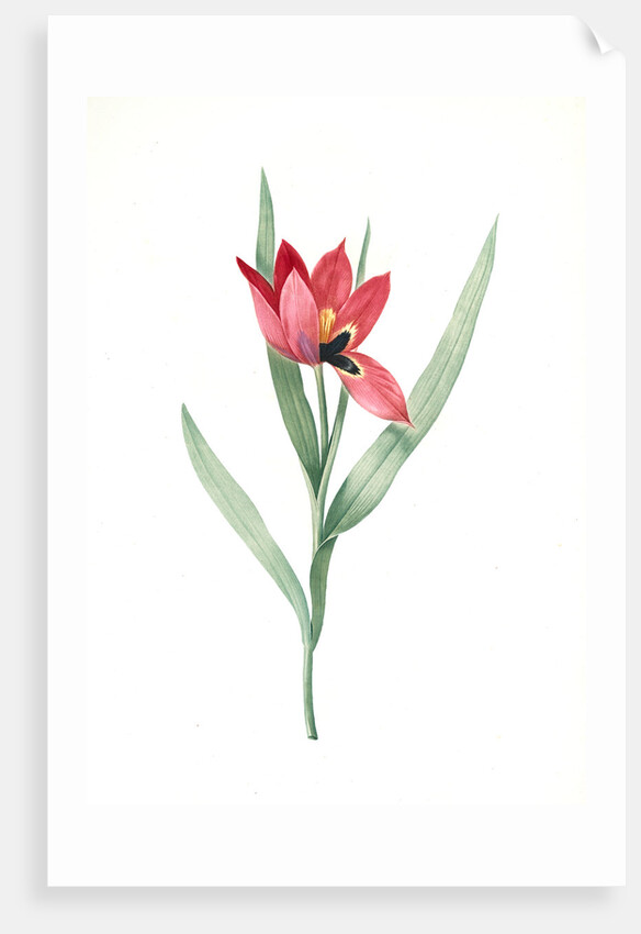 Tulipa oculus-Colis, Tulipe æil de Coleil by Pierre Joseph Redouté