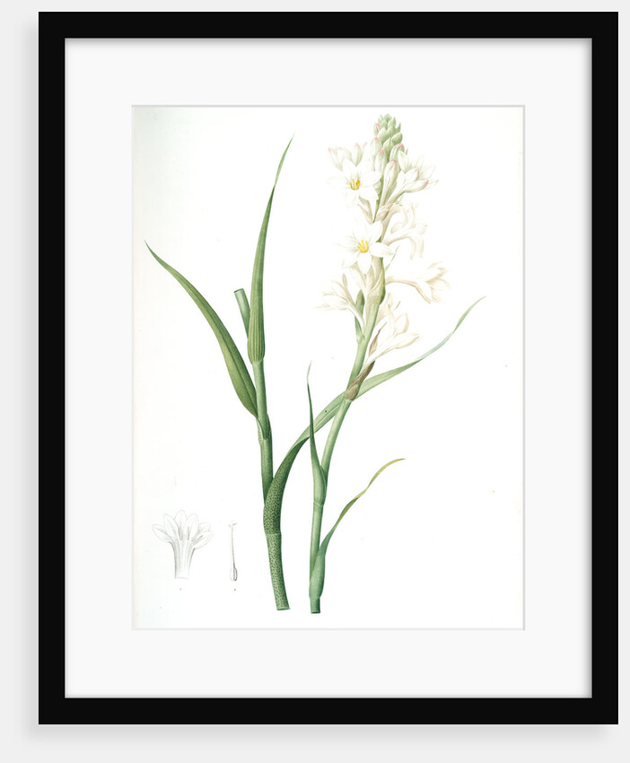 Polianthes tuberosa, Polianthe tubérose; Tuberose by Pierre Joseph Redouté