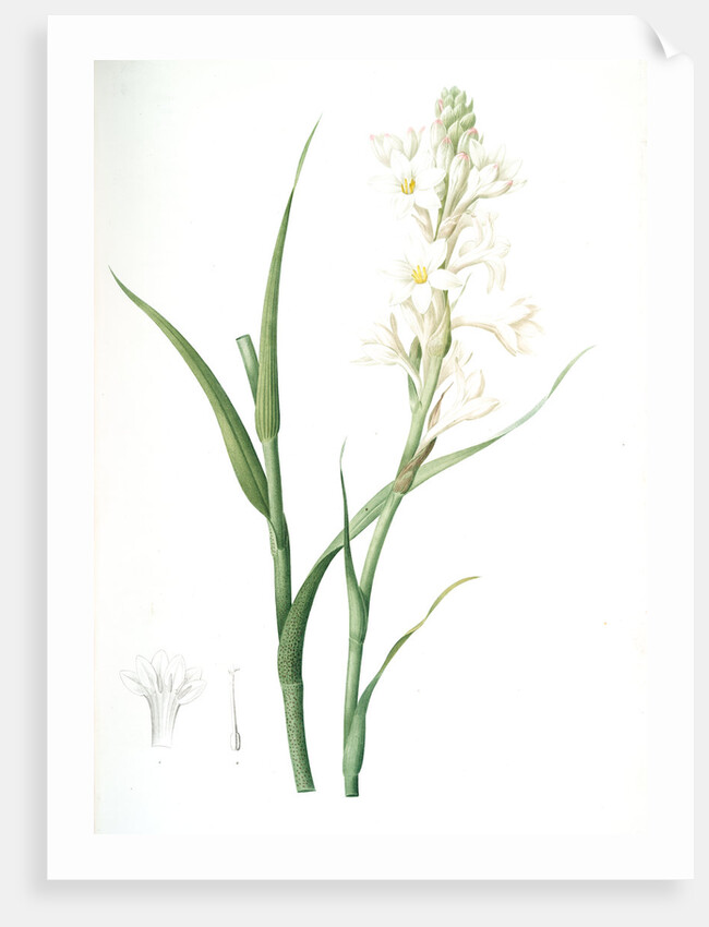 Polianthes tuberosa, Polianthe tubérose; Tuberose by Pierre Joseph Redouté