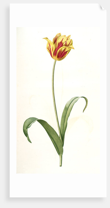 Tulipa Gesneriana var. luteo-rubra, Tulip des jardins var. jaune-rouge, Didier's Tulip by Pierre Joseph Redouté