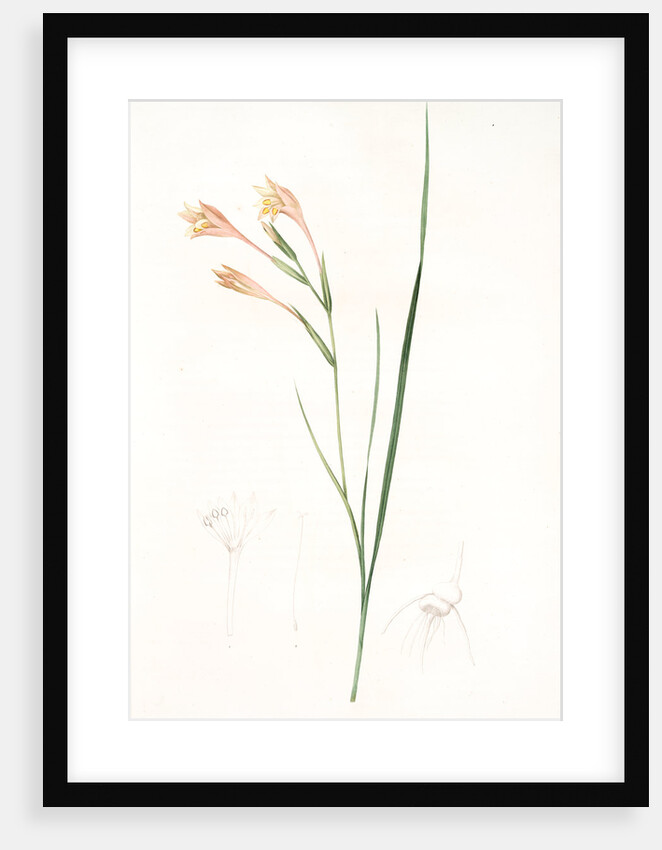 Gladiolus angustus, Glaïeul à feuilles étroites, Narrow-leaved corn flag; Long-tubed painted lady by Pierre Joseph Redouté