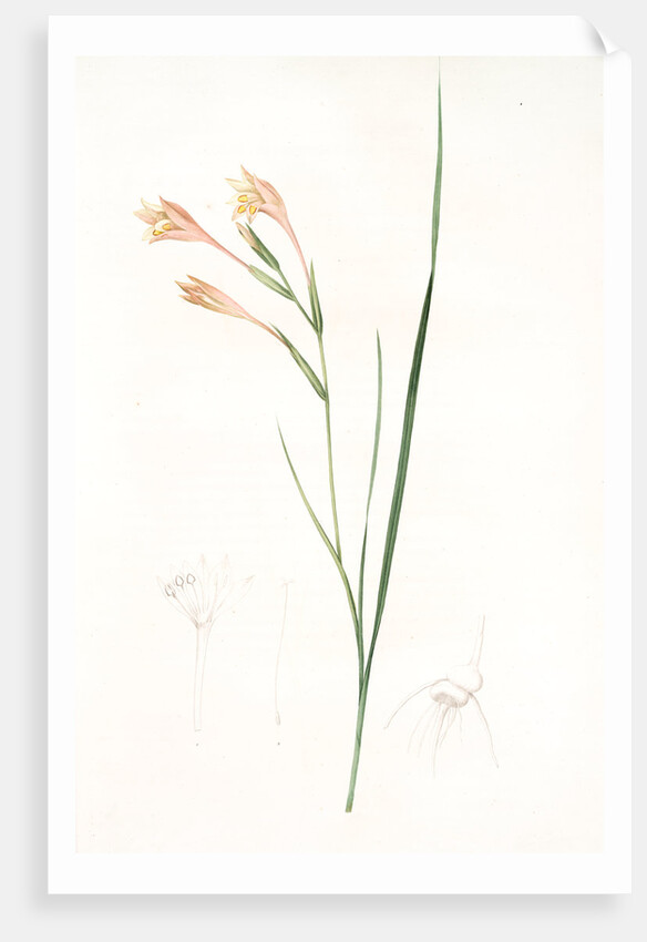 Gladiolus angustus, Glaïeul à feuilles étroites, Narrow-leaved corn flag; Long-tubed painted lady by Pierre Joseph Redouté