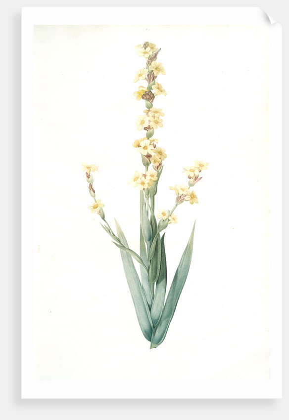 Sisyrinchium striatum, Bermudienne striée, Argentine yellowe-eyed grass; Satin flower by Pierre Joseph Redouté