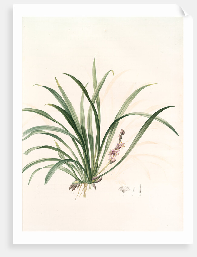 Sansevieria carnea, Reineckia carnea by Pierre Joseph Redouté