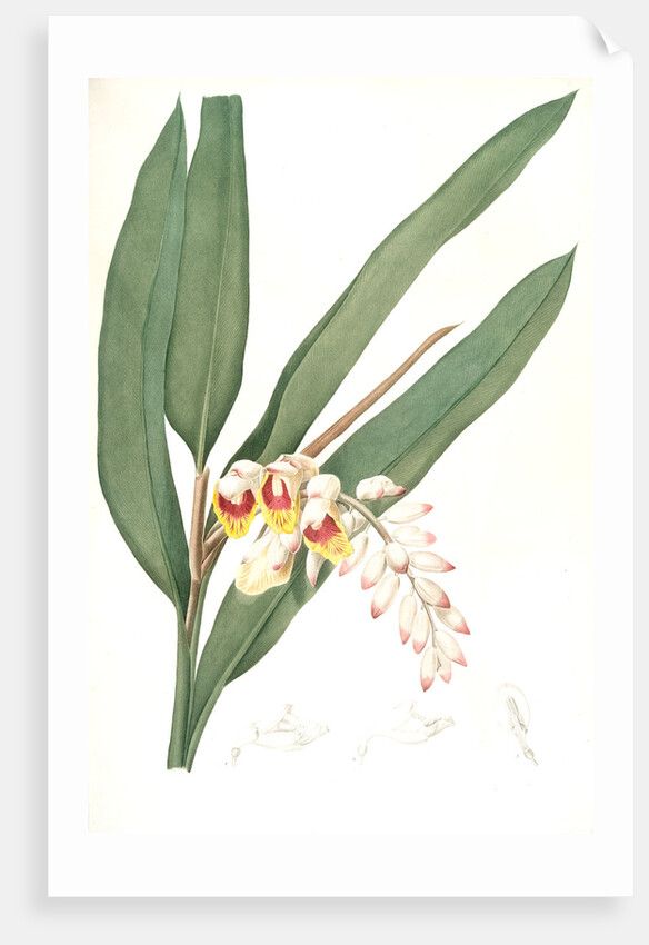 Globba nutans, Alpinia nutans; Globbée pendante., dwarf cardamom; Amomum compactum, Amomum compactum by Pierre Joseph Redouté