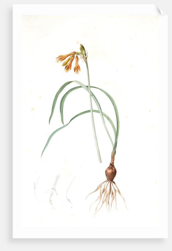 Pancratium croceum, Stenomesson croceum; Pancrace safrané by Pierre Joseph Redouté