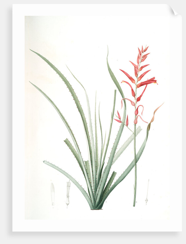 Pitcairnia angustifolia, Pitcairnia á feuille étroite, Pina cortadora by Pierre Joseph Redouté