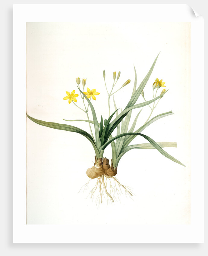Hypoxis sobolifera, Hypoxis villosa; Hypoxis à rejetons; Star-Grass by Pierre Joseph Redouté