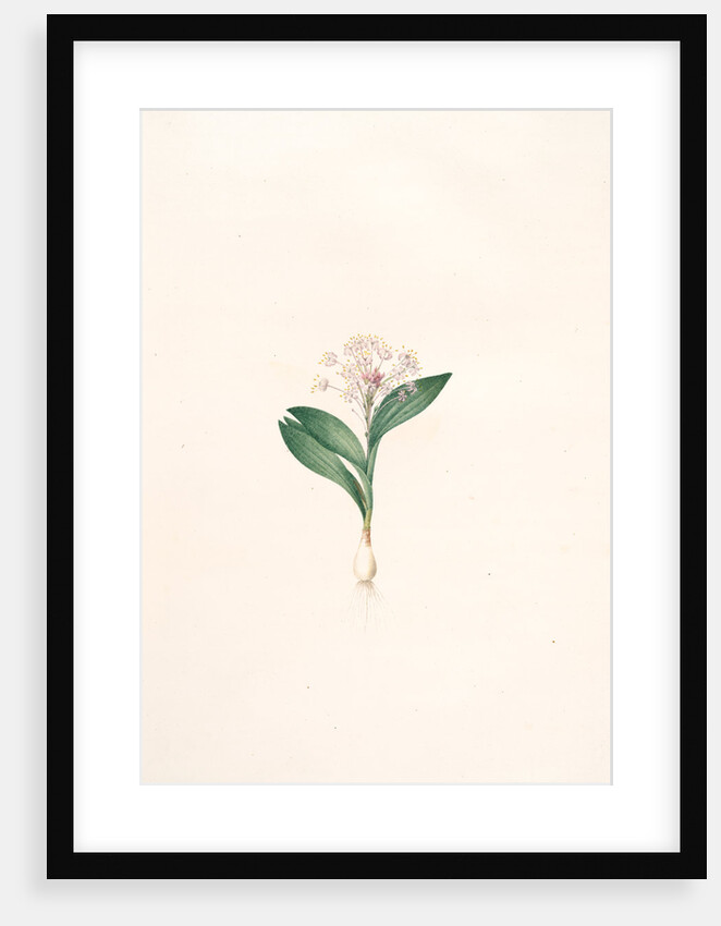 Massonia violacea, Massonie violette by Pierre Joseph Redouté