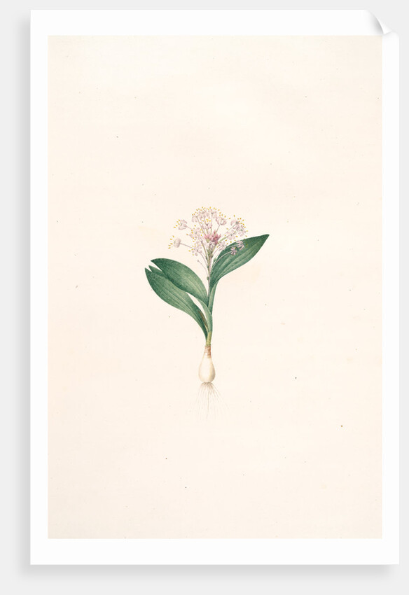 Massonia violacea, Massonie violette by Pierre Joseph Redouté