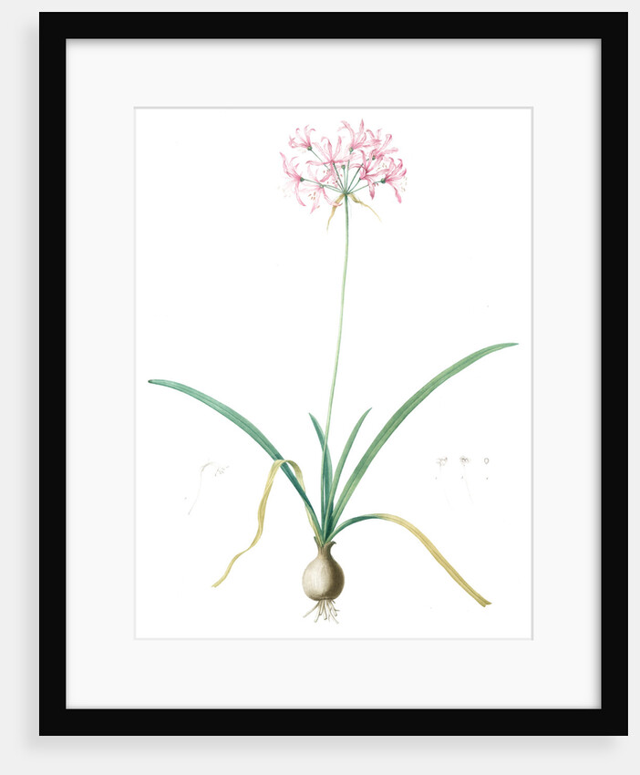 Amaryllis undulata, Nerine undulata; Amaryllis ondulée, Wavy Fairwort by Pierre Joseph Redouté