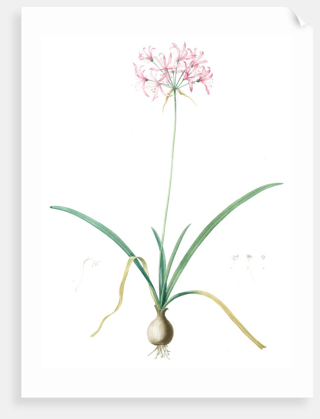 Amaryllis undulata, Nerine undulata; Amaryllis ondulée, Wavy Fairwort by Pierre Joseph Redouté
