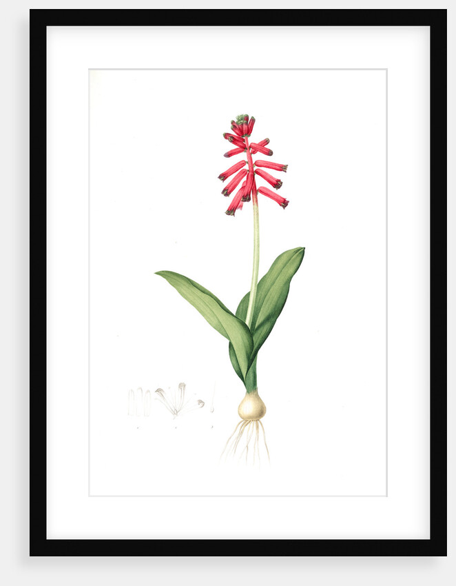 Lachenalia pendula, Lachenale pendante, Pendulous Lachenalia by Pierre Joseph Redouté