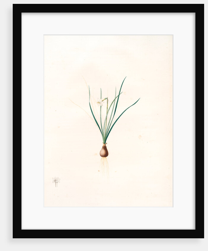 Narcissus pumilus, Narcisse nain by Pierre Joseph Redouté