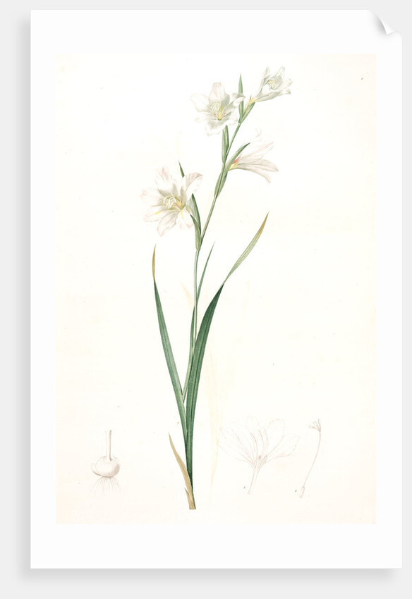 Gladiolus carneus, Glaïeul couleur de chair, Flesh-colored Sword-Lily by Pierre Joseph Redouté