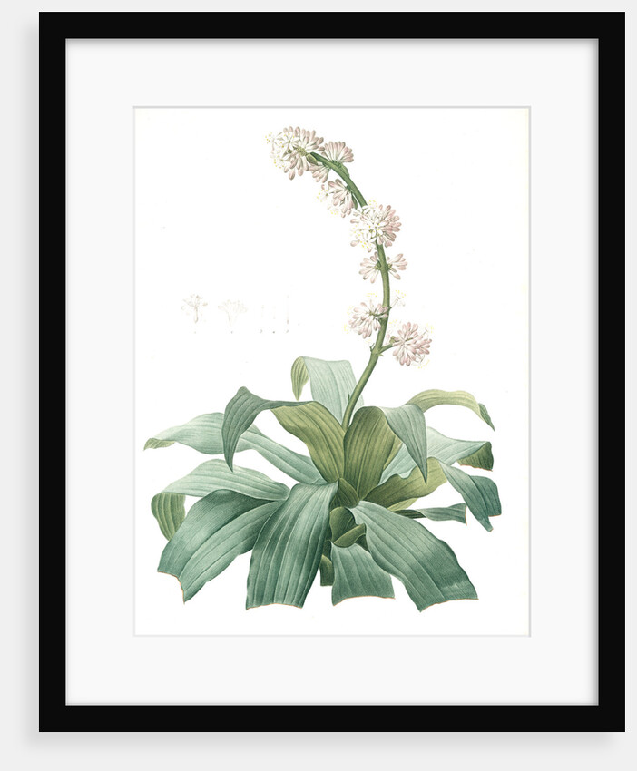 Aletris fragrans, Dracaena sp. Aletris odorant, Corn plant by Pierre Joseph Redouté