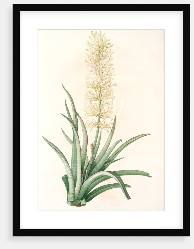 Sansevieria zeylanica, Sanseviera de Ceylan; Devil's Tongue, Ceylon Bowstring hemp by Pierre Joseph Redouté