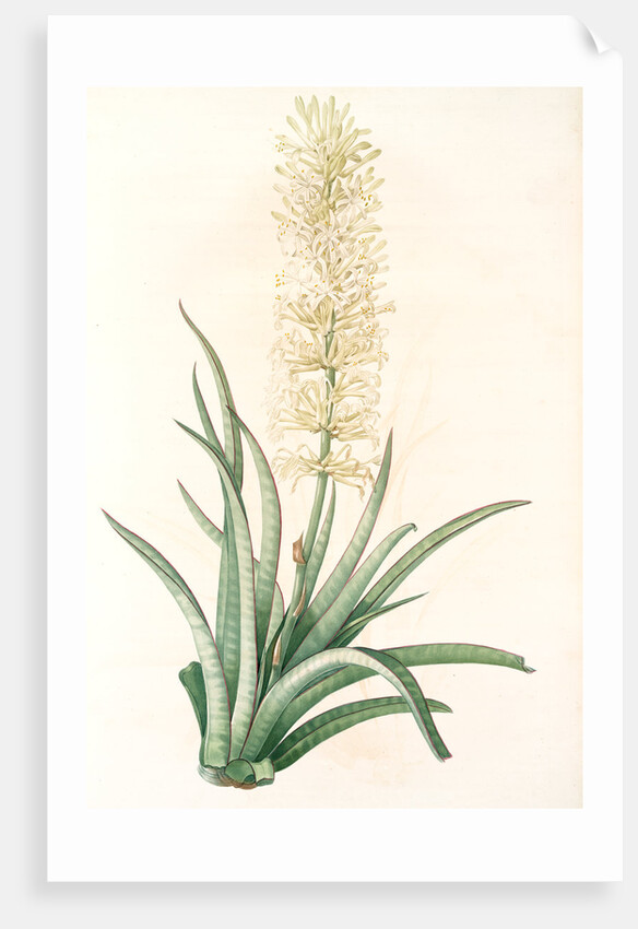 Sansevieria zeylanica, Sanseviera de Ceylan; Devil's Tongue, Ceylon Bowstring hemp by Pierre Joseph Redouté