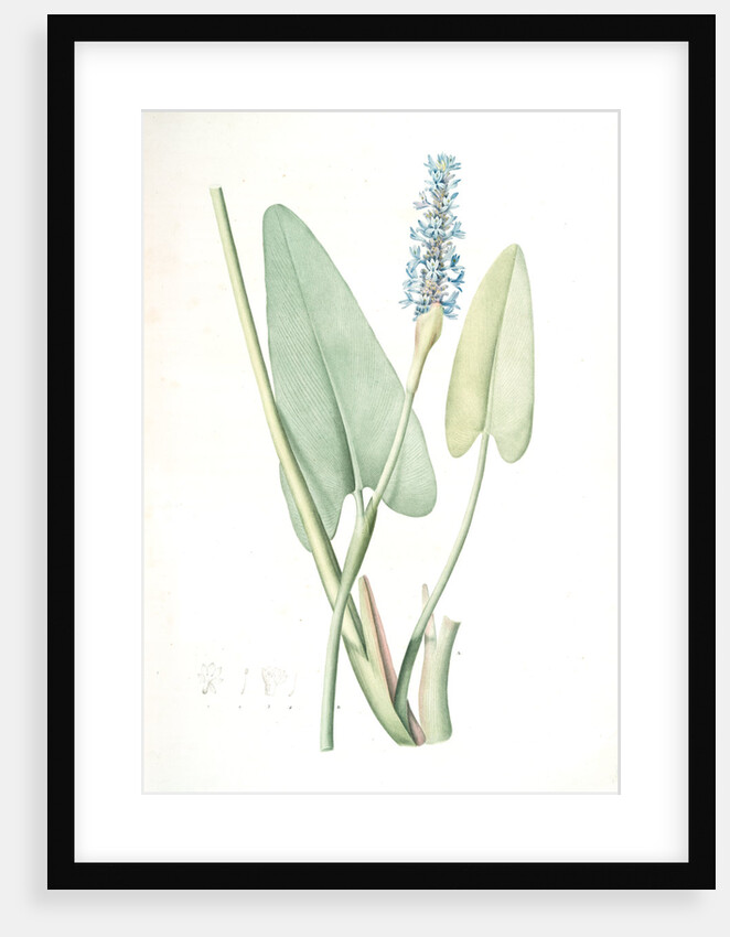 Pontederia cordata, Pontederie en coeur; Pickerel weed, Wampee by Pierre Joseph Redouté